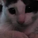 cozyponggs
