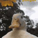 avatar Duckato