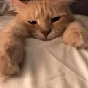 indhbwr