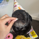 avatar torkiewalkemdown