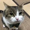 notnot_meow