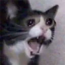 pissmittens
