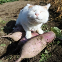 avatar Günther Lütjens