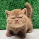 avatar Mia the salvatore 🦫💨