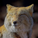 avatar 🦊