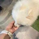 whiskine