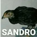 galosandro