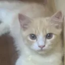 gikki07