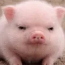 bigpigbaby67