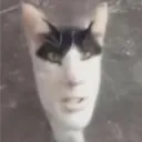 rohfischi