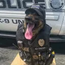daniluvsdogs15