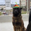 daniluvsdogs16