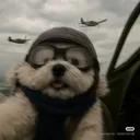 mr.mapache