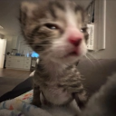 avatar Nữ Phụ Độc Ác