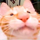 gamingcat123445673
