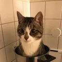 gitcommit