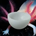 the_axbowlotl