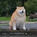 perro_original