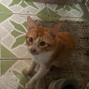 avatar -〔 𝗖𝗼𝗻𝘂𝘁 〕-