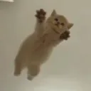 urlafybear