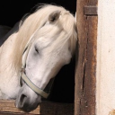 avatar tauntme | WIFEDAY!