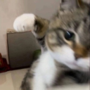 avatar แมวเป้า