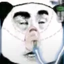 projectbush