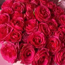 avatar Sakuuura 🌸