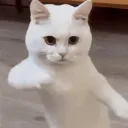 rsafira