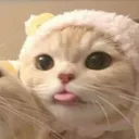 .kotto_