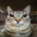 Discord Avatar