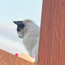 avatar mkzuina 🇵🇸