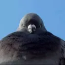 gibby7659
