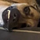 iflexfps