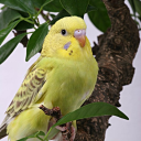 bq53