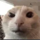 gonarr_