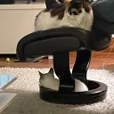ledgercat