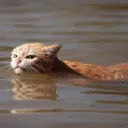 herissonycat