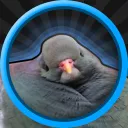 lazerpigeon0429
