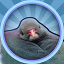 lazerpigeon0429