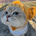 avatar kopi