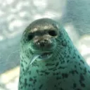 zerxe_seal