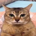 gatovolador172