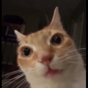 avatar Habibi Mahmoet