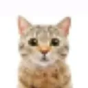 zooba4511