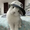 damiantherabbit