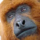 sadmonkey7893