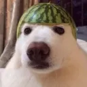 senexwyd