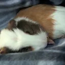 lord.pig