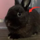 lord.pig